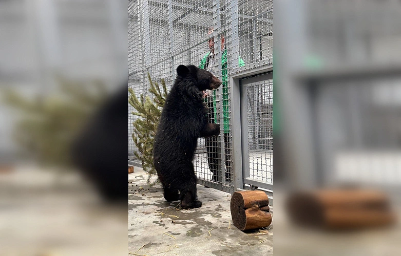 Фото: Парк птиц "Малинки"