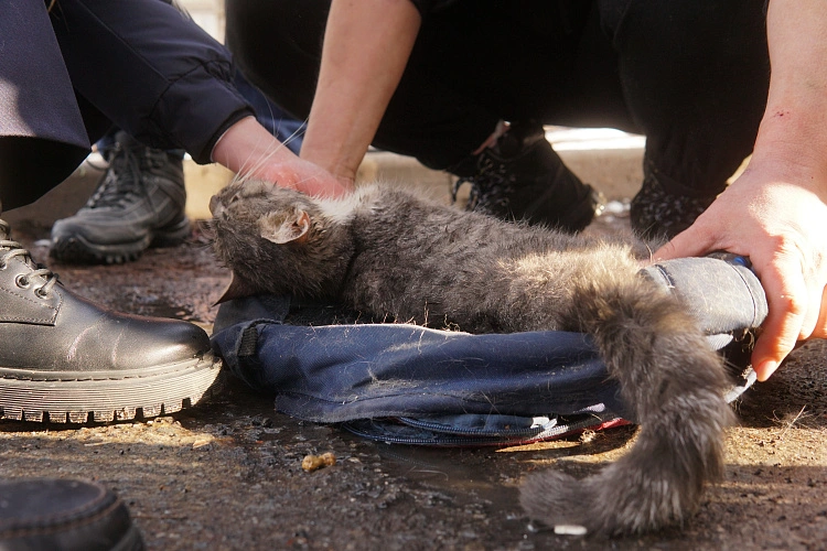 Фото: В Ростове пострадавшая кошка из пятиэтажки на Нариманова пришла в себя, фото 1rnd