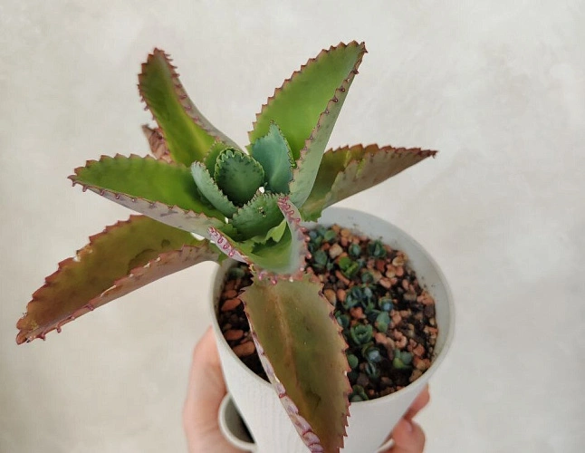 Фото: каланхоэ дегремона // фото из группы ВК "Catotus - суккуленты"