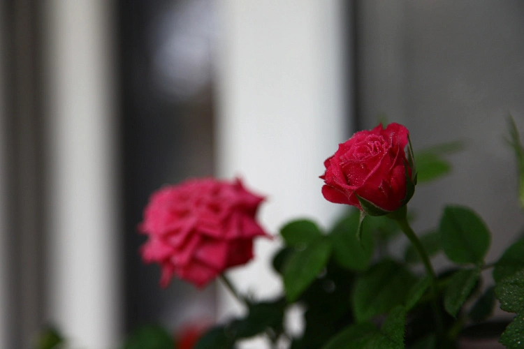 Фото: розы // кадр Дарьи Весёловой