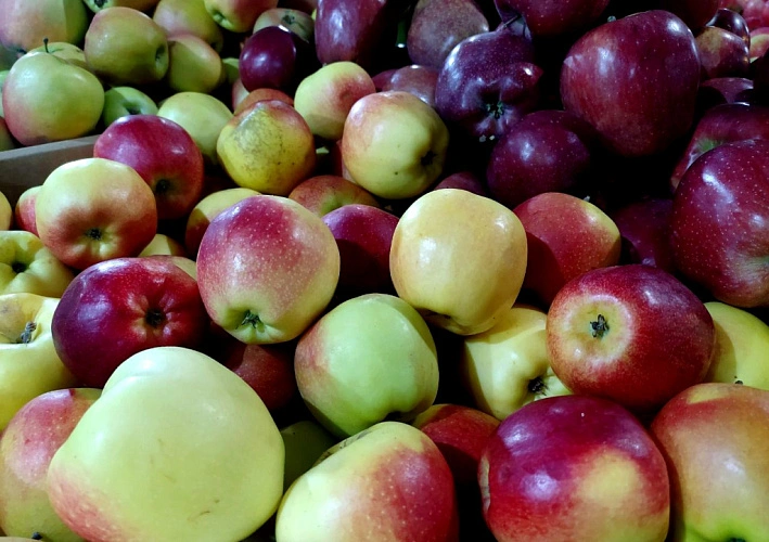 Фото: яблоки // кадр из архива 1rnd