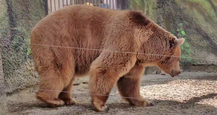 Фото: медведь в зоопарке Ростова \\ кадр из соцсети зоопарка