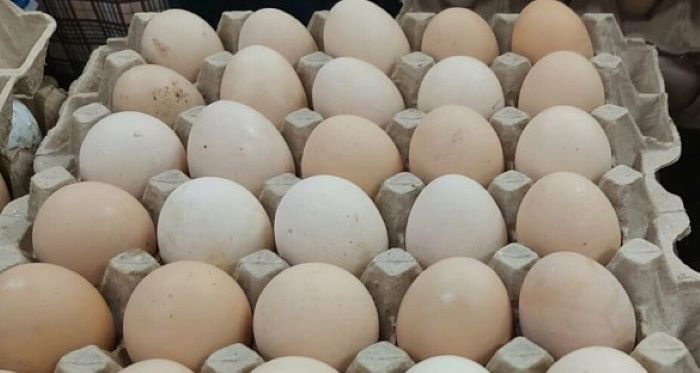 Фото: Лоток яиц на прилавке, кадр 1rnd