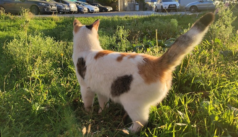 Фото: Кошка на зелёном газоне, кадр 1rnd