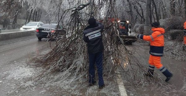 Фото: Упавшее дерево в Ростове, кадр пресс-службы мэрии