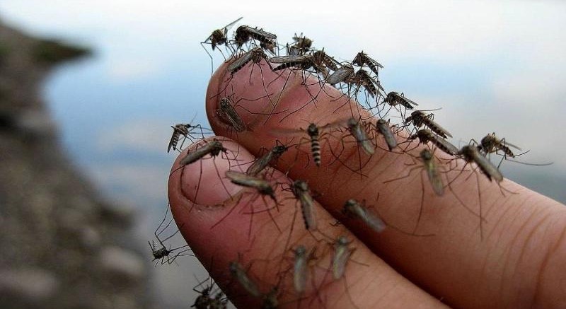 Фото: Комары, облепившие пальцы человека, кадр ЮФУ