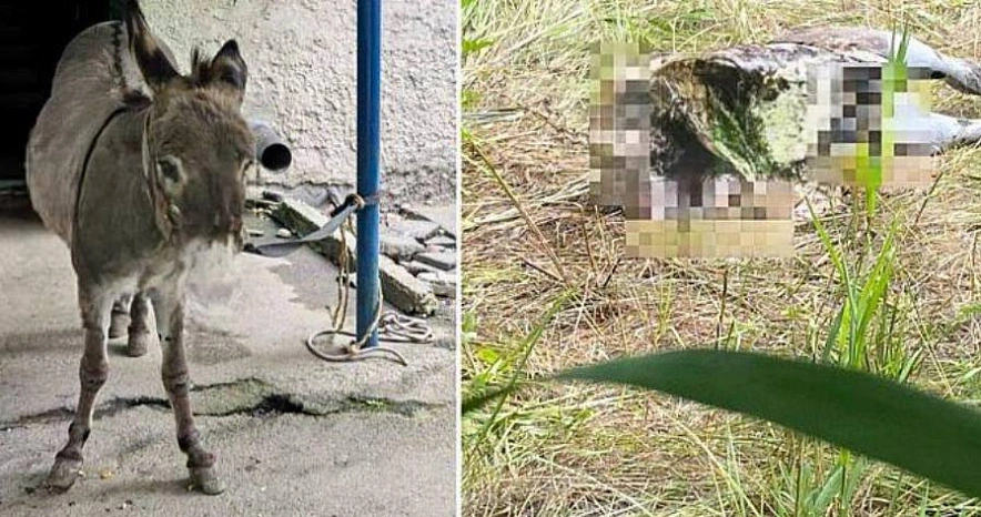 Фото: Telegram-канала «Жесть Ростов»