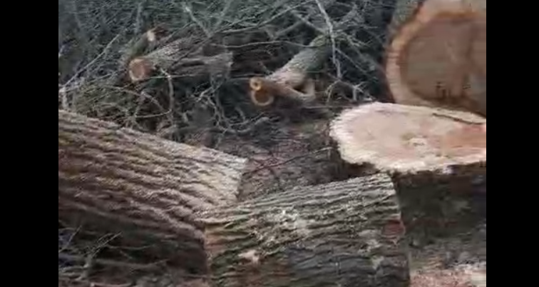 Фото: Срубленные деревья в парке Чуковского, кадр очевидца