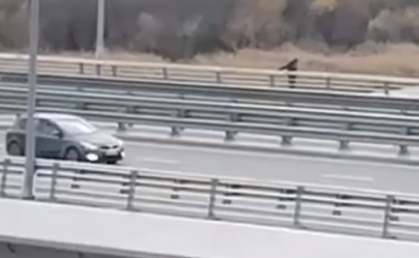 Фото: Видео: в Ростове с Ворошиловского моста упал мужчина // кадр из видео