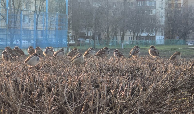 Фото: Воробьи греются на ростовском солнце, кадр 1rnd