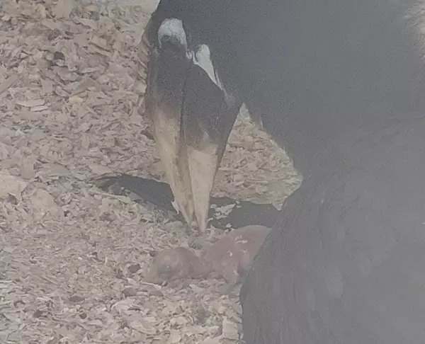 Фото: Парк птиц "Малинки"