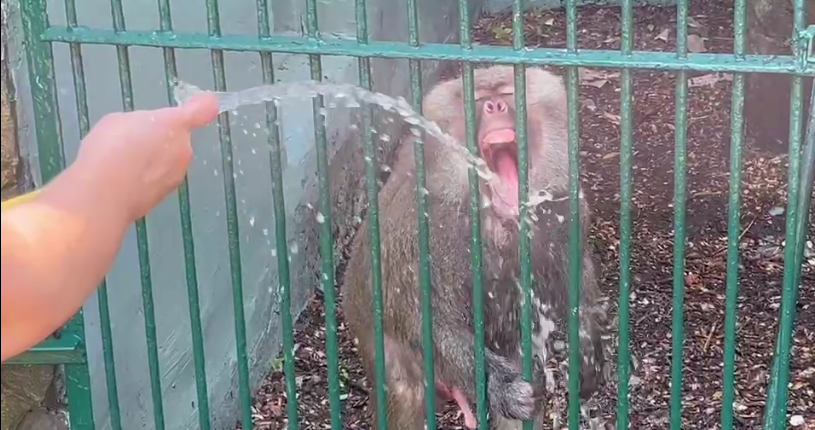 Фото: Обезьяну поят водой из шланга в зоопарке Ростова, кадр пресс-службы