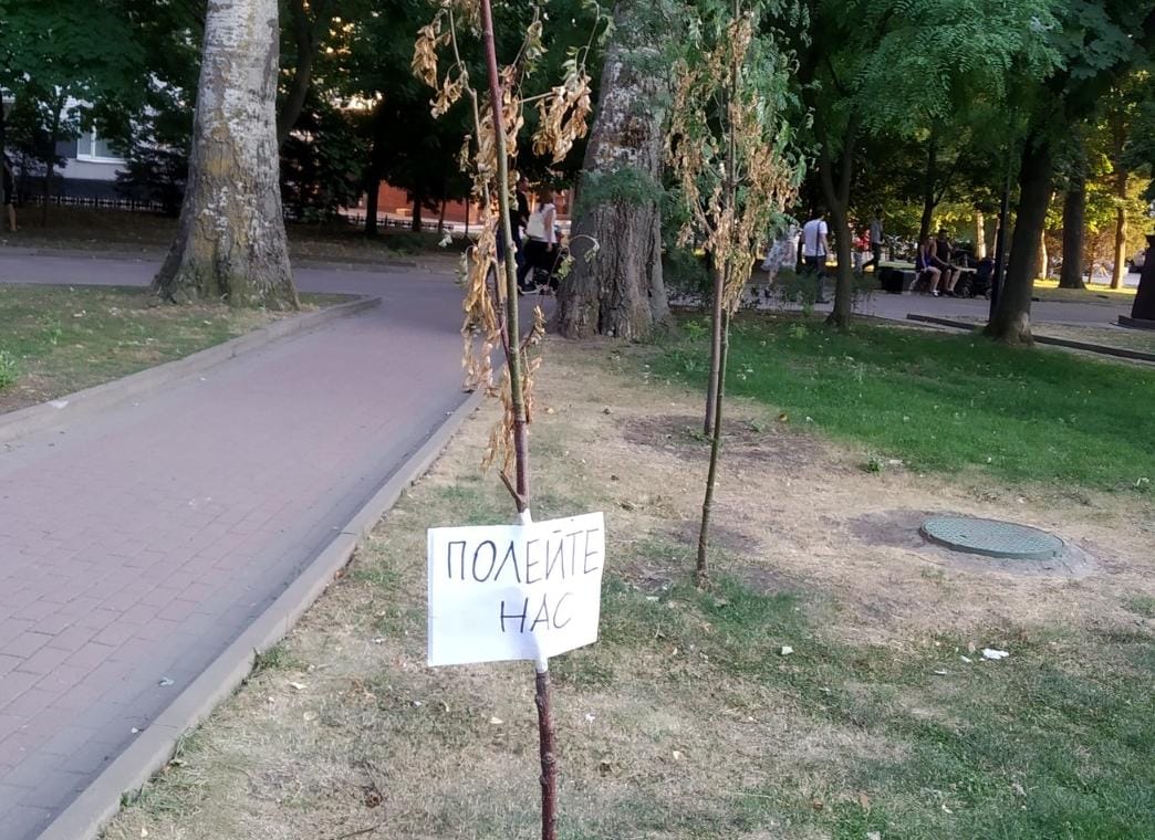 Засохшее компенсационное озеленение в Ростове