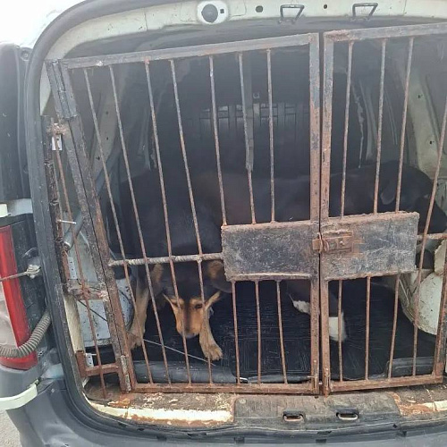 Фото: ТГ канала Бебури Месхи