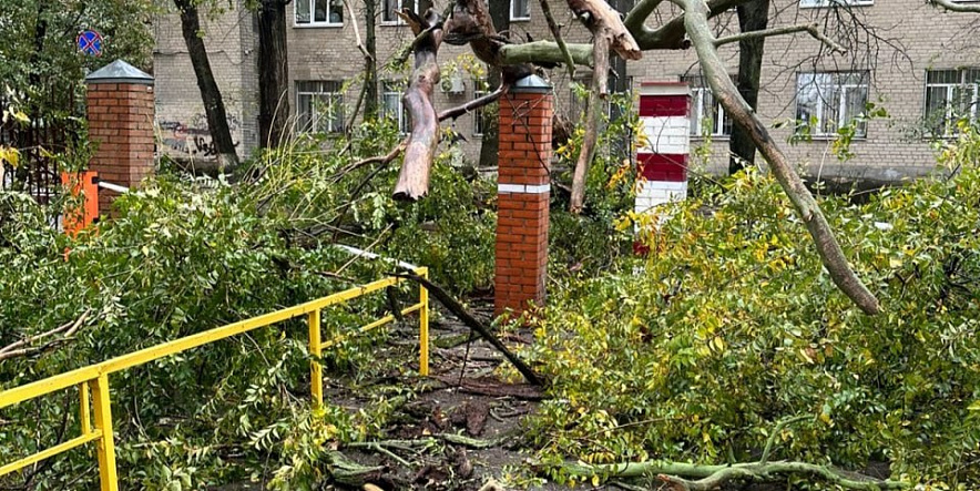 Фото: Упавшее дерево в Ростове, кадр из архива публикаций 1rnd