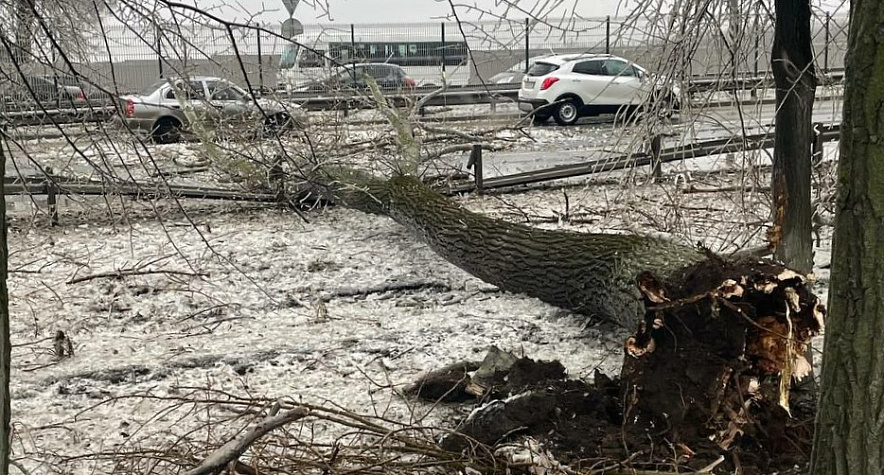 Фото: Упавшее дерево перекрыло въезд в Ростов со стороны "Меги", кадр ТГ Тютина