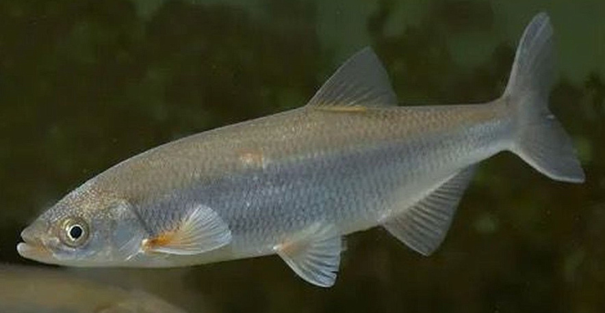 Фото: Рыба шемая - или шамайка, кадр с сайта ПРО