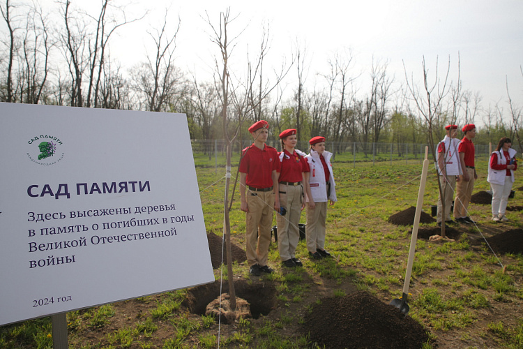 Фото: В Ростовской области высадили более 16 тысяч деревьев, фото - сайт ПРО