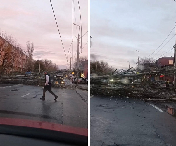 Фото: На проспекте Ленина рухнуло старое дерево и полностью перекрыло движение // фото 1rnd