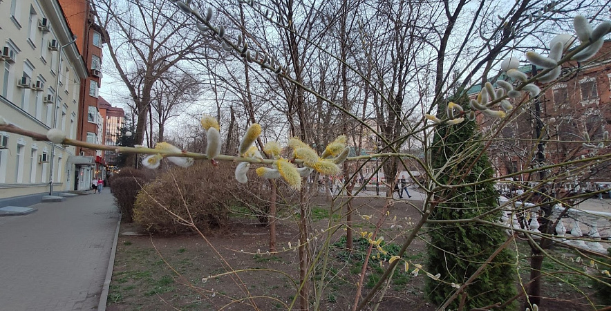 Фото: Распустившиеся почки на деревьях в Ростове, кадр 1rnd