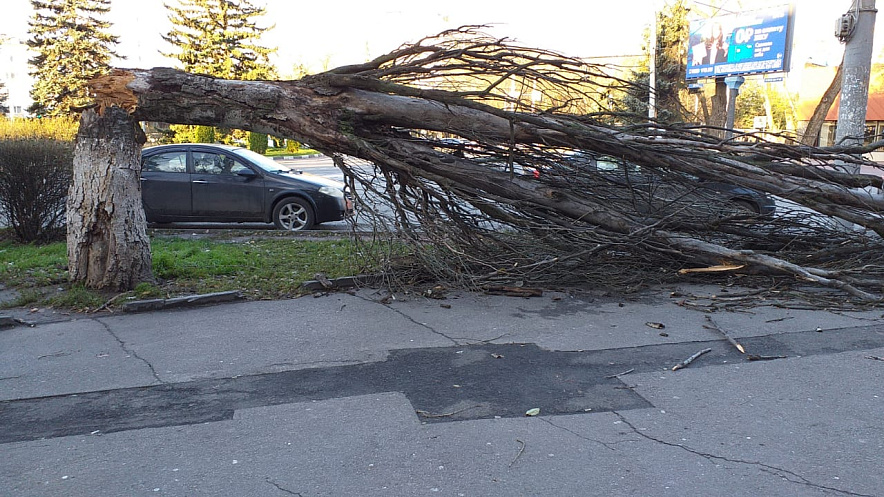 Фото: упавшее дерево на Комсомольской площади // кадр 1rnd.ru