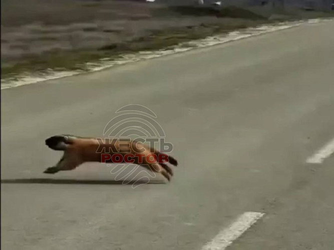 Фото: Жесть Ростов