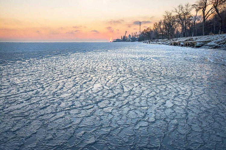 Фото: Холодная зима не станет фатальной для медуз Азовского моря//кадр ЮФУ