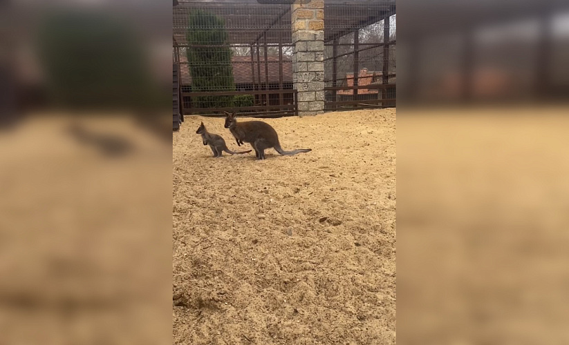 Фото: Парк «Лога»