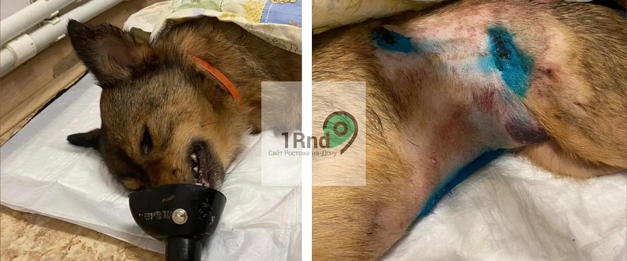 Фото: В Новочеркасске экс-кандидат в депутаты расстрелял из травмата чужую собаку, которая позже умерла // коллаж 1rnd