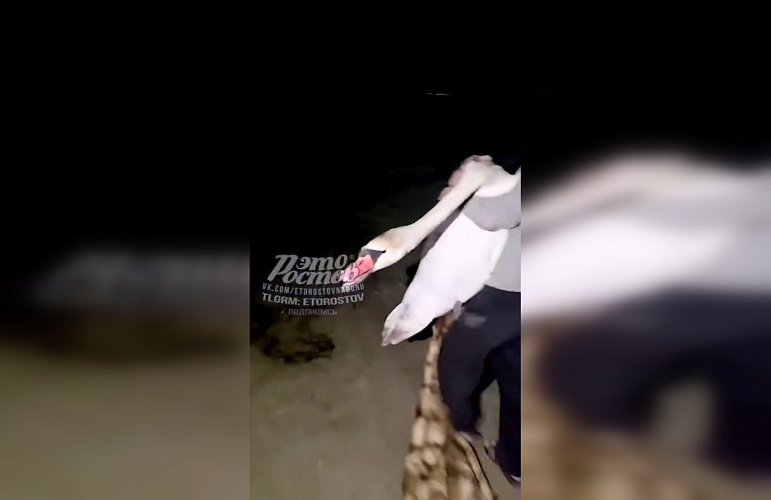 Фото: ТГ канала «Это Ростов новости»