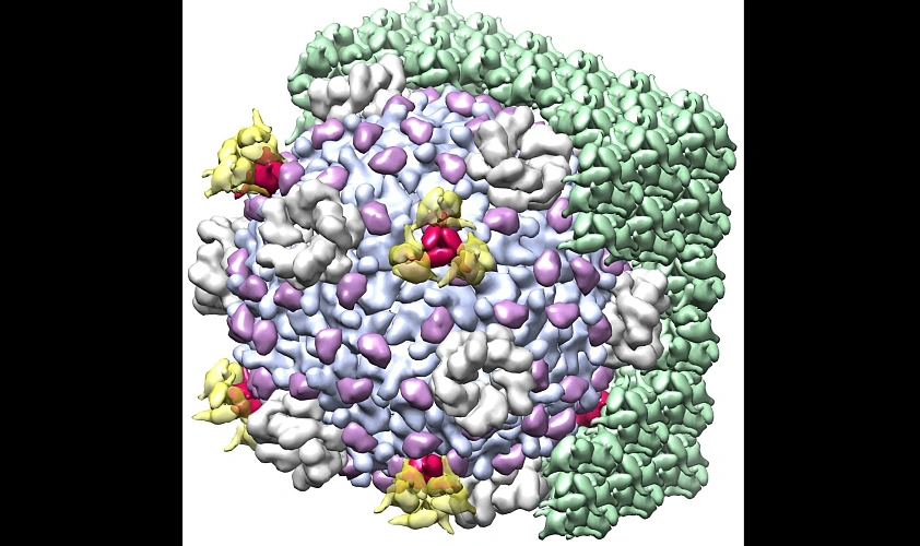 Фото: 3D-модель белковых молекул оболочки вируса // фото: ЮФУ