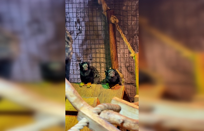 Фото: Парк «Лога»