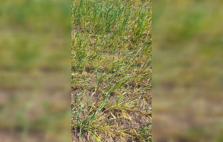 Фото: ЮНЦ РАН