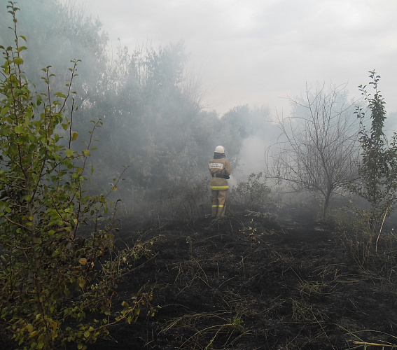 Фото: горит ле с в Ростовской области \\ кадр из публикаций 1rnd.ru