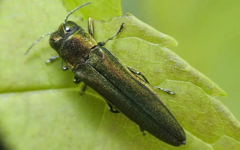 Фото: В семи донских муниципалитетах ввели карантин из-за вредных жуков изумрудной златки // фото с сайта pokayadoma 