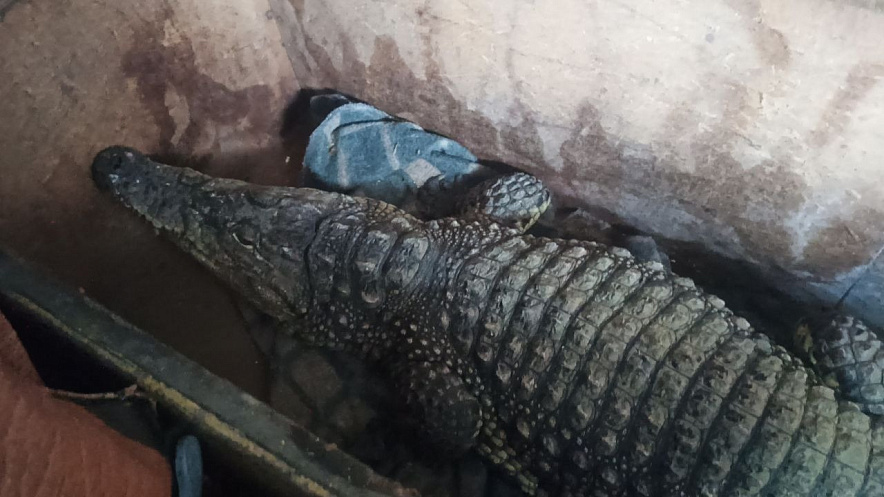 Фото: Житель Ростовской области пытался вывезти двухметрового крокодила Бакса за границу, фото - ФТС