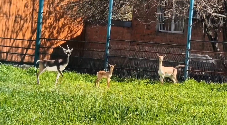 Фото: Ростовский-на-Дону зоопарк