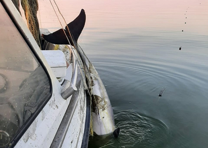 Фото: Спасение дельфина // фото ПУ ФСБ РФ по РО