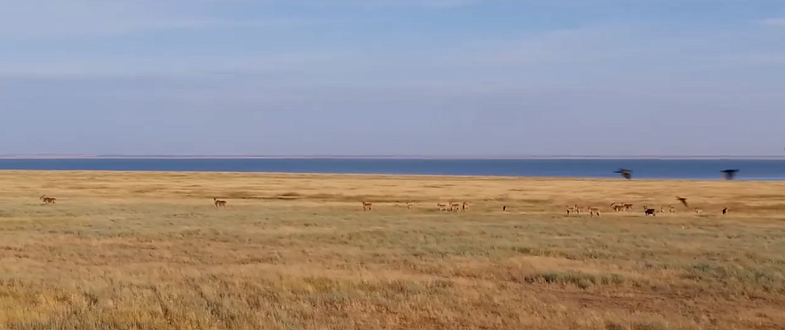 Фото: скрин из видео 