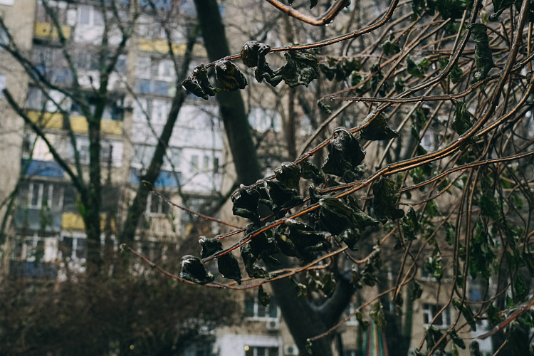 Фото: Заледеневшие листья и ветки в Ростове, кадр 1rnd