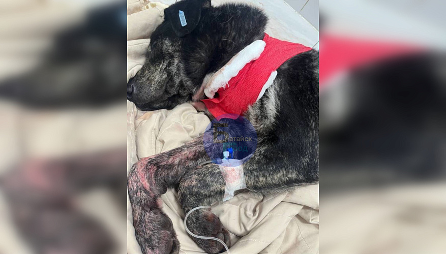 Фото: ТГ канала «БАТАЙСК ГОРОД»