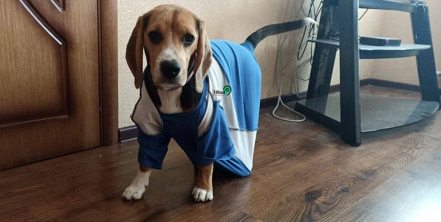 Фото: Пропавший без вести после наводнения в Александровке бигль Рей, фото предоставлено хозяйкой собаки