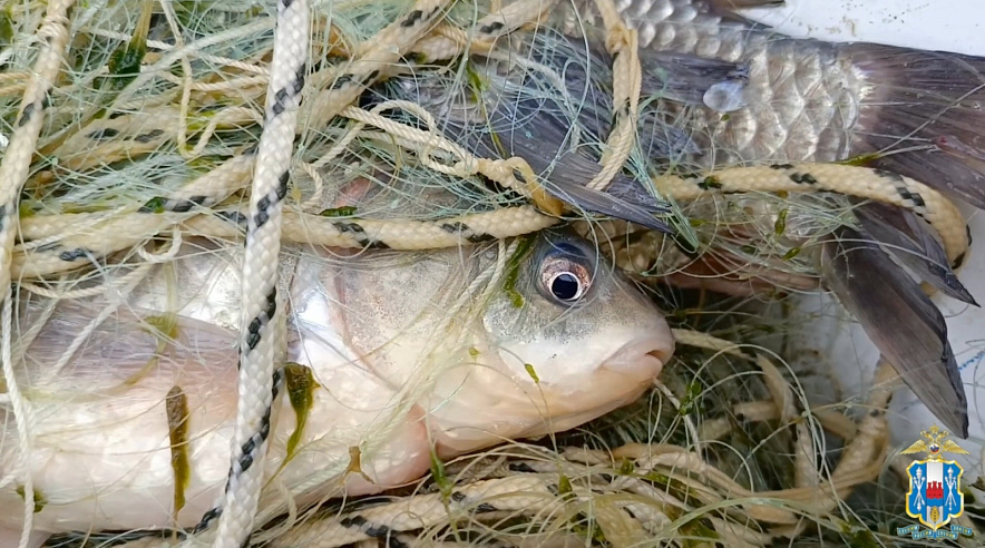 Фото: ГУ МВД РФ по РО