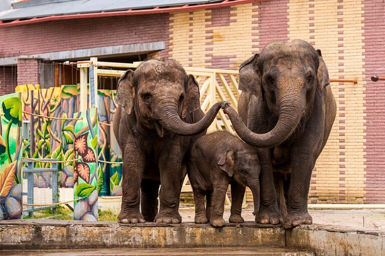 Фото: ростовские слоны // фото пресс-службы зоопарка