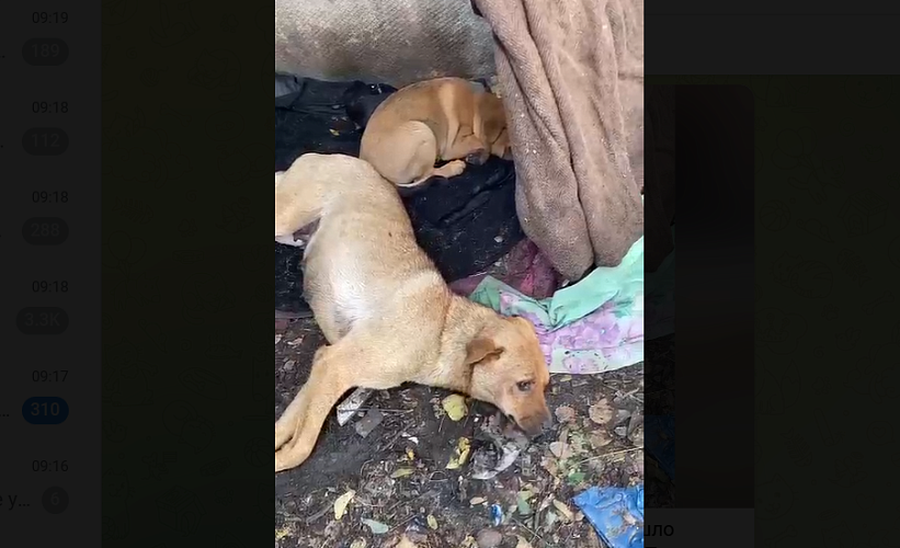Фото: отравленные собаки в Шахтах // фото и видео - соцсети