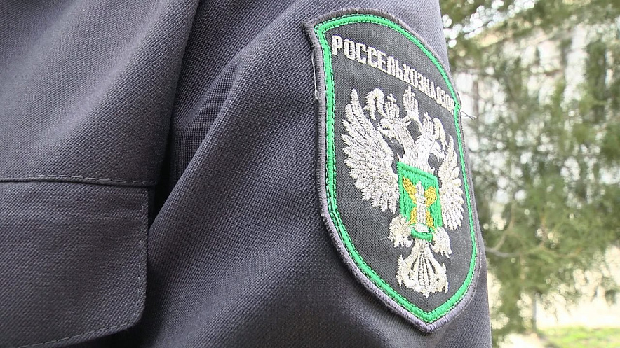 Фото: Россельхознадзора РО Фото: Россельхознадзора РО