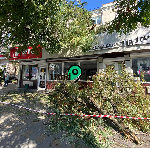 Фото:  В центре Ростова дерево рухнуло на магазин сотовой связи // фото 1rnd