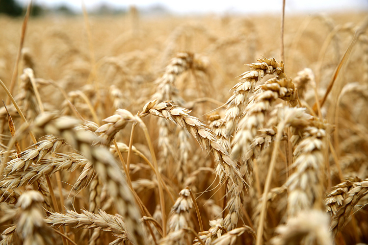Фото: Колосья зерна в поле, кадр ПРО