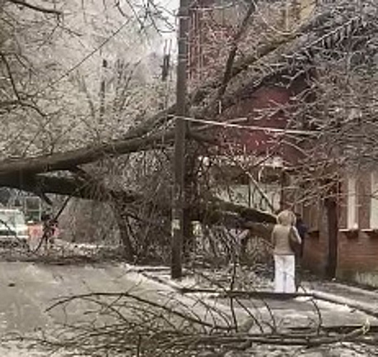 Фото: деревопад в Ростове \\ кадр 1rnd.ru