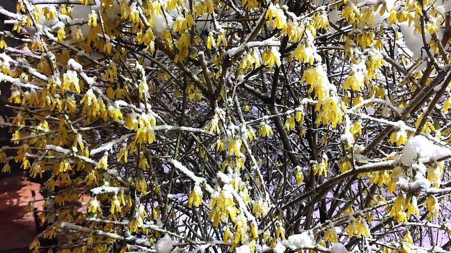 Фото: Цветущее дерево в снегу, кадр из архива 1rnd